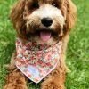 Lucy & Co.: Moose Bandana