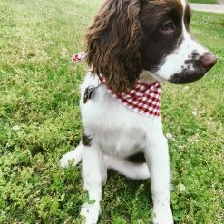 Lucy & Co.: Kennedy Bandana Arkansas Razorbacks